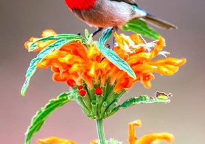 Gaan Bosâ€¦Gaan Fynbos!